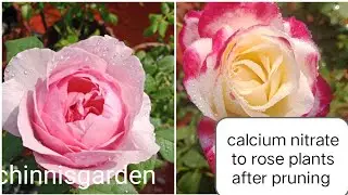 After pruning your rose plants when to give calcium nitrate #rosecaring #ytvideoes 