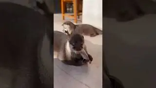 Otter Hazel&Pushan enjoying their favouite dish😋🦦🦦|CuteOtter #ytshorts #otternoise #ytviral #eating