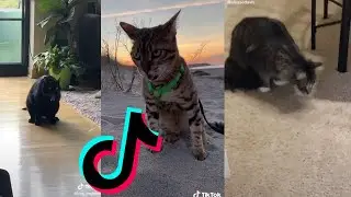 Cat Throwing Up || Tiktok Compilation