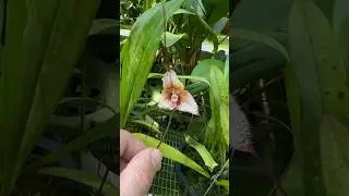 Imagine coming across this monkey face #orchid in the rainforest! These #plants have such character!