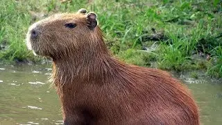 Caçando capivara