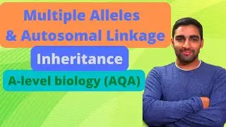 Multiple Alleles, Autosomal Linkage - A-level Biology
