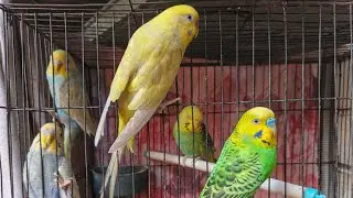 আমার পাখির পরিবার | বাজিগার লাইভ শো ২