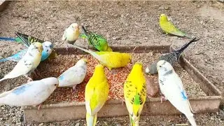 Cute Budgies Eating Natural red Food  | Australian Parrot food Eating Video | 