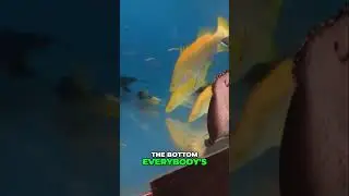 Feeding Frenzy: Amazing Eaters of the Aquarium