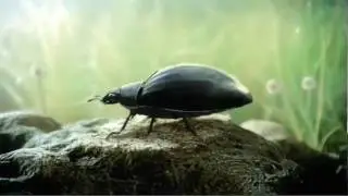VW Beetle Commercial DCW.mov