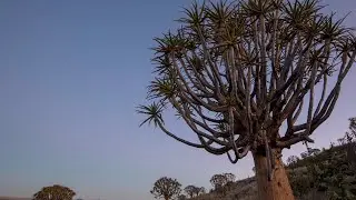 The Quiver Tree Forest, Kenhardt, Northern Cape - Timelaps