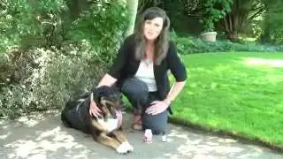 megadefense and zeolite for dog health testimony