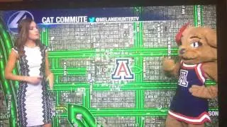 Wilma Wildcat - Traffic Reporter
