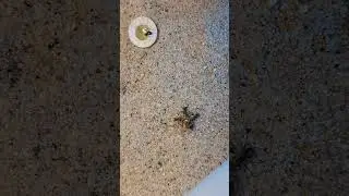 #ants #insects #viral #lifeisbutadream #relaxing #bug #pets