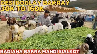 Desi Doglay Bakray 30k To 160k😱Badiana Bakra MANDI Sialkot☺️Season 2025😍