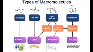 Exploring Macromolecules: The Science Behind Life's Building Blocks! (3 Minutes)