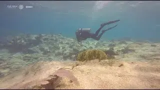 Investigaci&oacute;n en arqueolog&iacute;a subacu&aacute;tica en arrecifes
