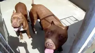 Pit Bull de verdade &eacute; aqui no Canil Red Minas &reg;. Criados com amor e carinho.