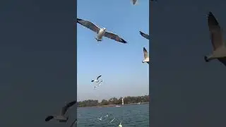 Seagulls of Goa #goa #beaches #nature #seagull