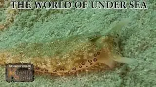 Plakobranchus ocellatus