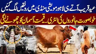 Lahore Cattle Market Lights Up Before Eid | Beautiful Qurbani Animals | Sky High Prices | Dunya News