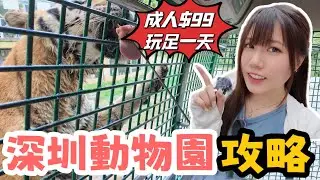 深圳動物園港人$99玩足一天｜餵老虎和長頸鹿｜遊玩攻略｜必買項目｜生猛碳燒鰻魚｜獅子三｜西麗湖站｜黑貓深圳遊