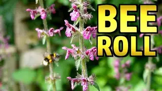Slow TV &ndash; Bee Roll (*Other Pollinators Available)