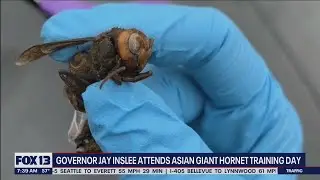 Governor Jay Inslee attends Asian giant hornet training day | FOX 13 Seattle