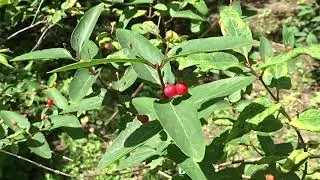 Lonicera &times; purpusii Rehd.