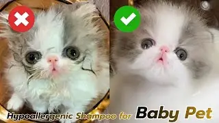 How to Safely Wash Your Cat&rsquo;s Face | Hypoallergenic Shampoo for Baby pet & Sensitive Skin