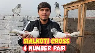 Sialkoti cross 4 nmb pair ka Shok | Dr Pigeon Association 