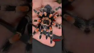 8-Legged Legends: Deadliest Spiders