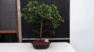 22 Year Old Brush Cherry Tree Specimen Bonsai Tree