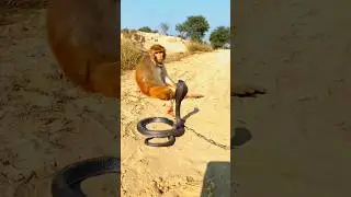 monkey and cobra snake short video#new #shorts #viral