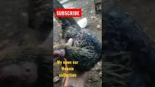 my hennie collection | FREE-RANGE CHICKEN FARMING | SABONG PINAS..