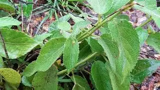 An unforgettable stinging climber-Tragia involucrata(dusparsha)