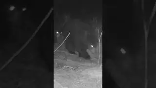 FAMILY OF BLACK BEARS FOUND MY NEW CAMERA SETUP! ​⁠@manitobawildsoul5626#black bear #animals