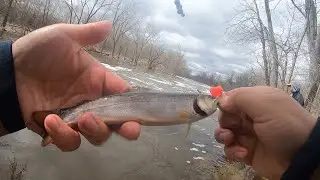 Unlimited Brook trout (Milwaukee river)