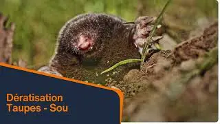 AJDN Gestion et Destruction de Nuisibles