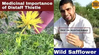Wild Safflower | Medicinal Importance of Distaff thistle | Miracle Herbal Diversity