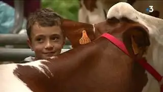 Un éleveur accusé de maltraitance sur une vache montbéliarde à la Foire Comtoise de Besançon