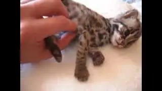 How to tame a wild leopard cat from a very young age.