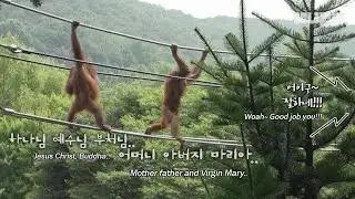 SBS Animal поддерживает первый шаг к миру маленького орангутанга