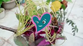  पानी में होने वाले प्लांट चलिए जानते हैंकैसे?#howtogrowplantinwater?#howtocare?#howtogrow?