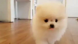 A doll like white pormerian lovely and cutest puppies video   Teacup puppies KimsKennelUS1080p