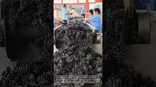 Modern Winemaking: Grape Sorting and Processing at a Winery