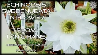 Echinopsis Subdenudata from Lyn & Hans in Bloom | @desertplantsofavalon @plantdaddy3420 #Cactus