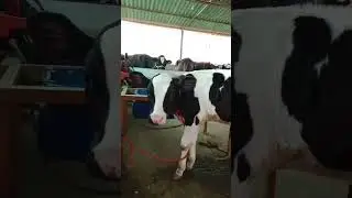 #cow #cowsbelike #mewomeowbillikarti #trending #viralvideo #youtubeshorts