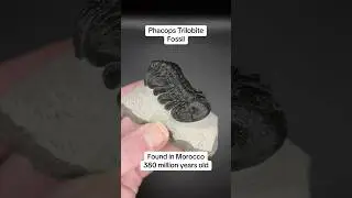 Phacops Trilobite Fossil