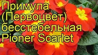 Примула бесстебельная Пионер Скарлет. Краткий обзор, описание primula acaulis Pioner Scarlet