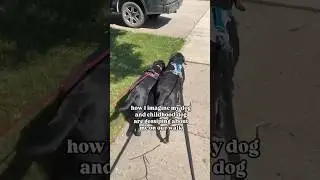How I imagine my dog and childhood dog gossip about me🤣 #dogs #labrador #blacklab #puppy #cutedogs