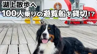 バーニーズマウンテンドッグ🐾相模湖で初めての体験🚢