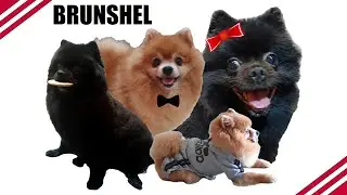 BrunShel Channel Trailer