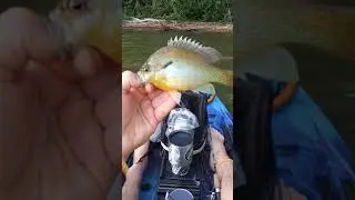 Long eared sunfish! First one in a while!